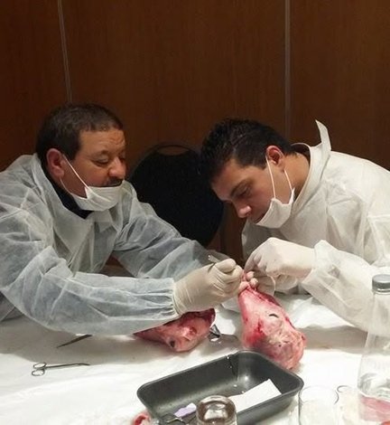 Round table and workshop: labial frenectomy in children